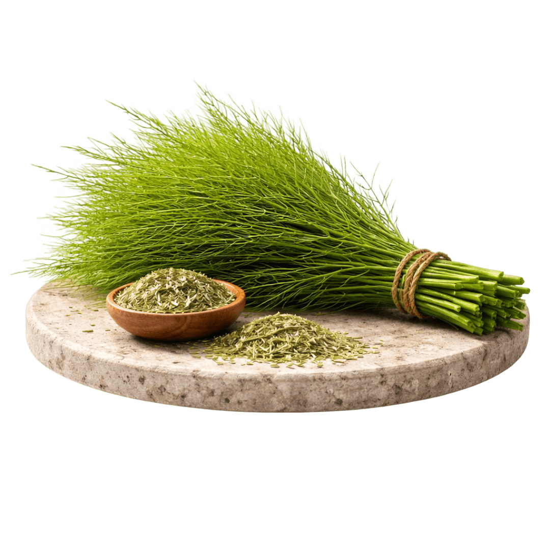 Equisetum Arvense Extract (Horsetail)